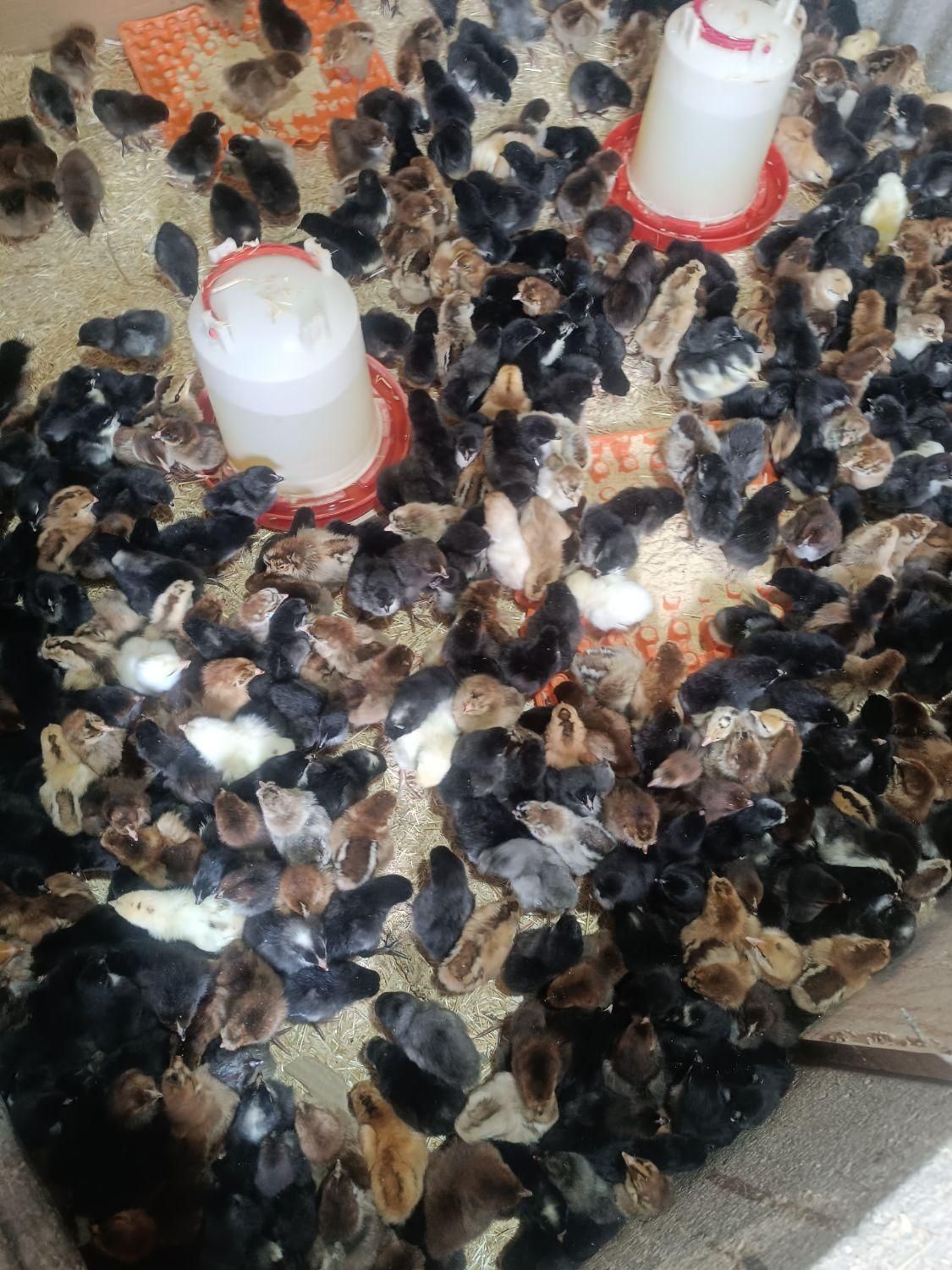 پخش و فروش جوجه محلی 10روزه واکسینه شده|حیوانات مزرعه|رفسنجان, |دیوار