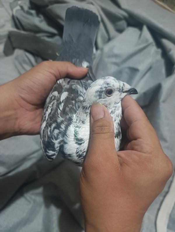 کفتر جوقی|پرنده|زابل, |دیوار