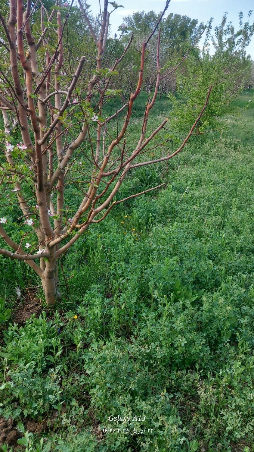 کارگر باغ وباغچه|خدمات باغبانی و درختکاری|ارومیه, |دیوار