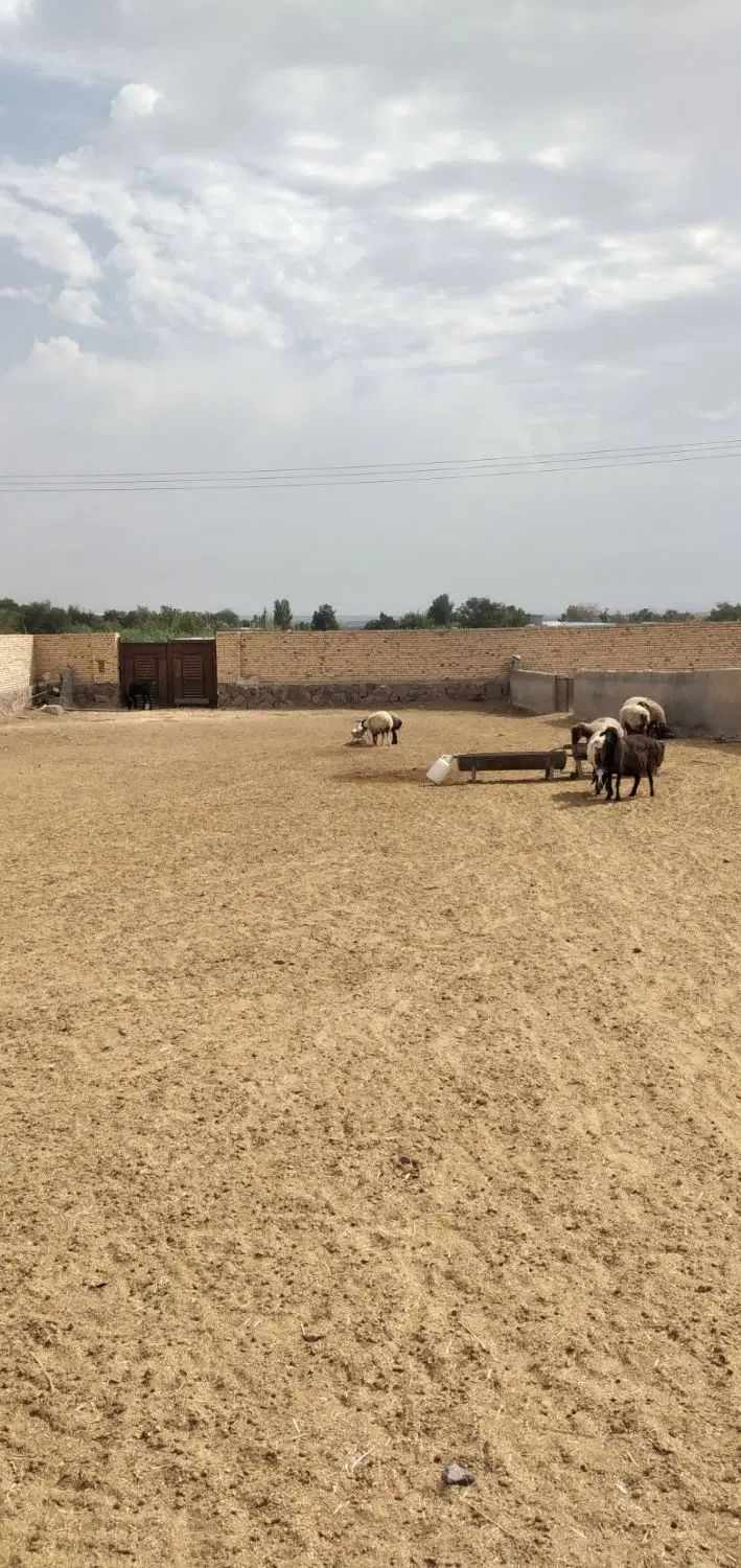 دمداری سه هزار متر ی با ۱۲۰۰متر سالن فول سند شش دا|فروش دفتر صنعتی، کشاورزی، تجاری|مشهد, درزآب|دیوار