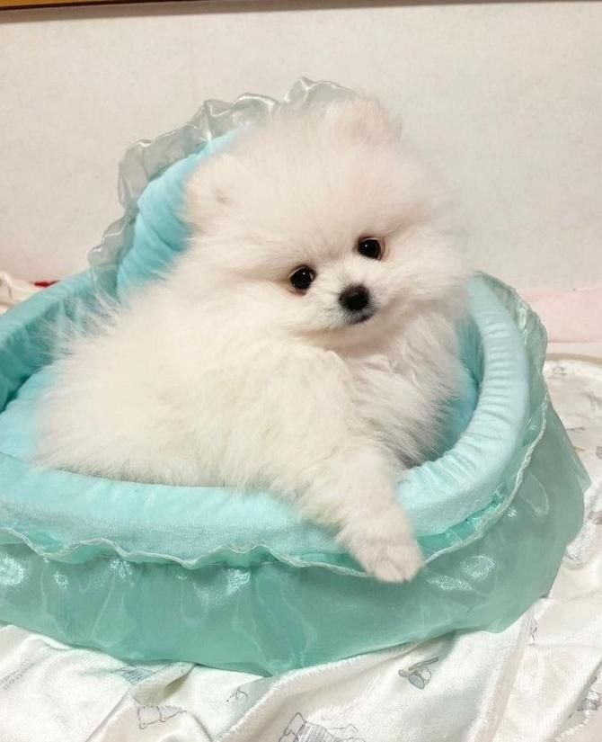 سگ فروش پامر A++ خرسی عروسکی زیر نظر دامپزشکی مجرب|سگ|اصفهان, جلفا|دیوار