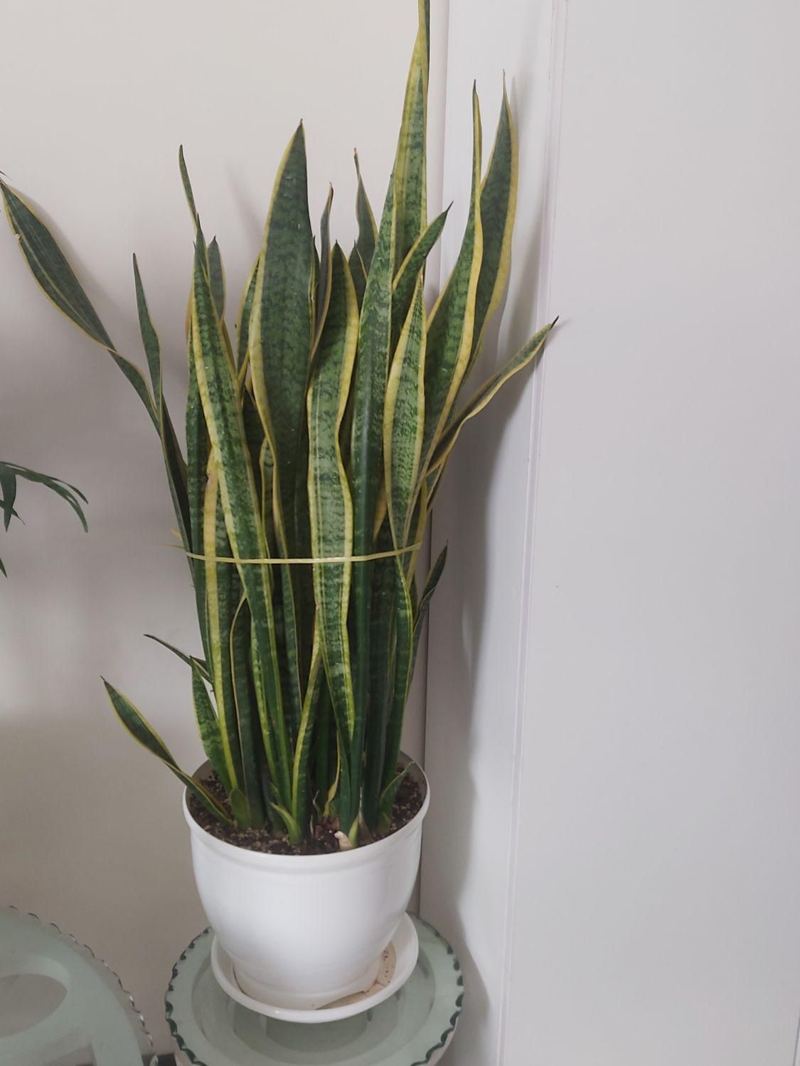 گل اپارتمانی|گل و گیاه طبیعی|پاکدشت, پاکدشت (مامازند)|دیوار