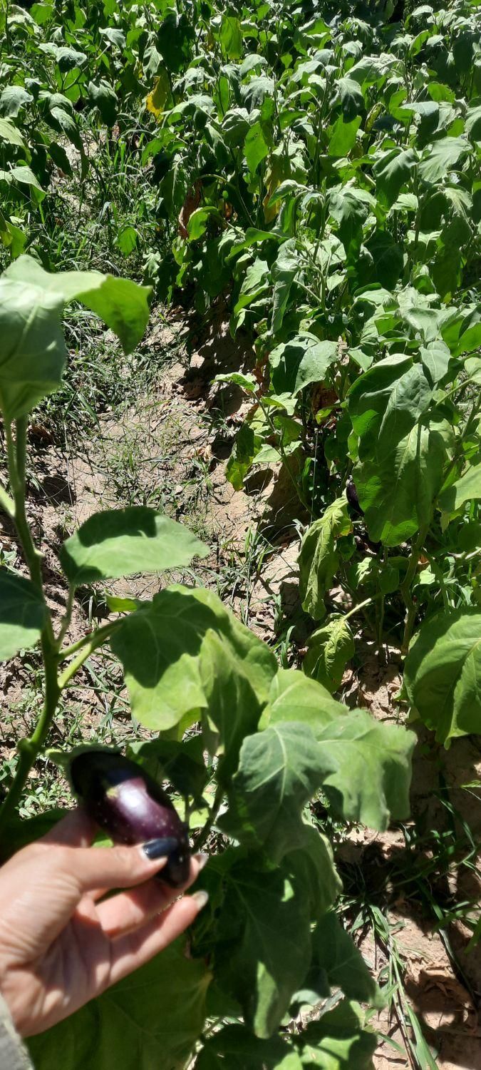 باغ لوکیشن خاص معاوضه با بالاتر|فروش خانه و ویلا|مشهد, کارده|دیوار