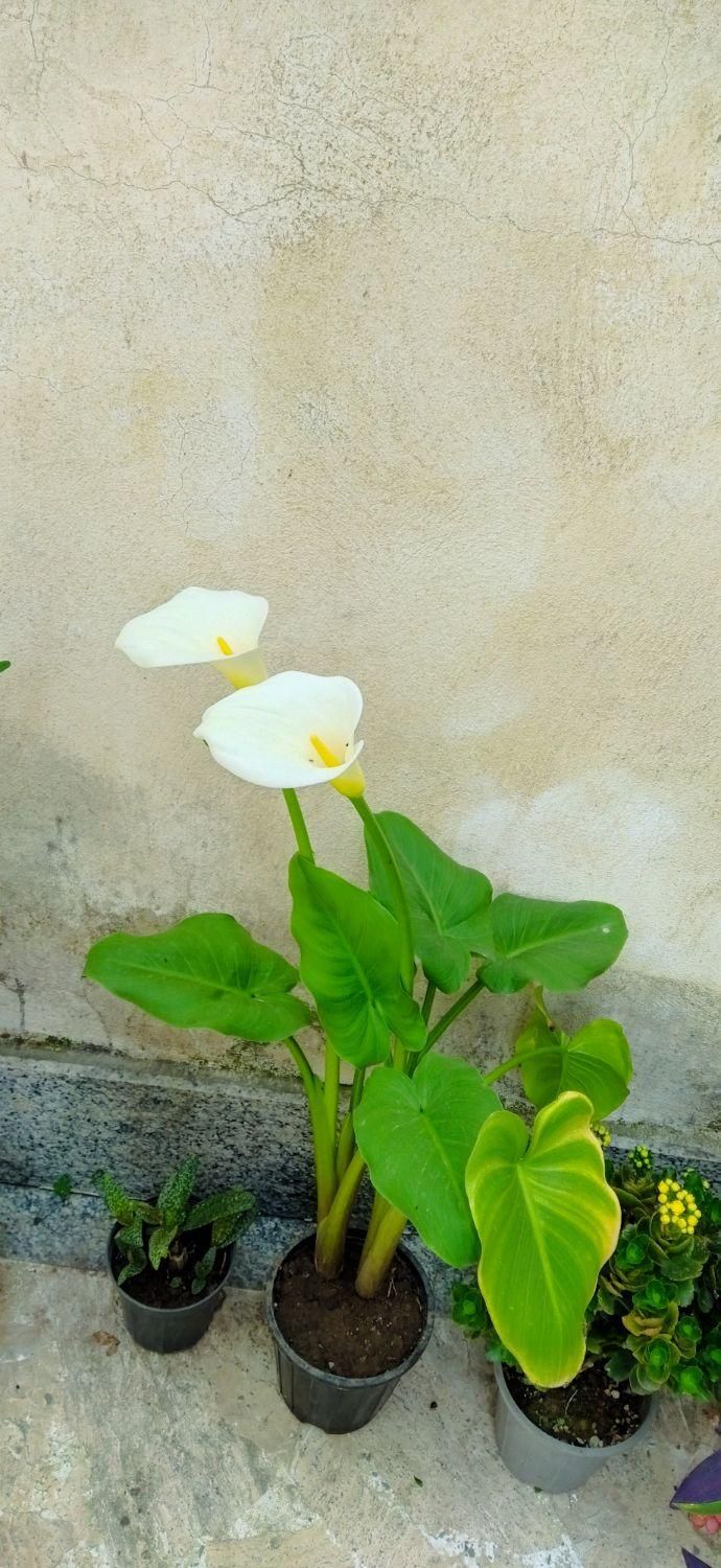۱۷۵ متر زمین مسکونی بیج طش فرودگاه جاده انزلی|فروش زمین و ملک کلنگی|رشت, فرودگاه سردار جنگل رشت|دیوار