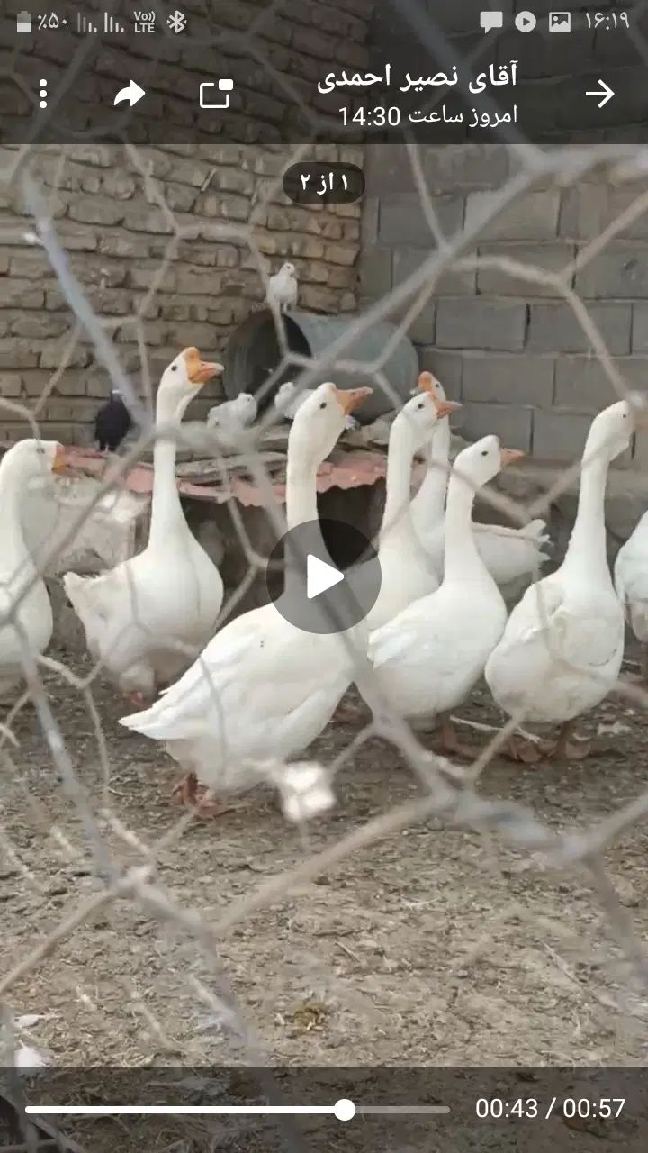 قوغاز|حیوانات مزرعه|مشهد, شهرک صنعتی توس|دیوار