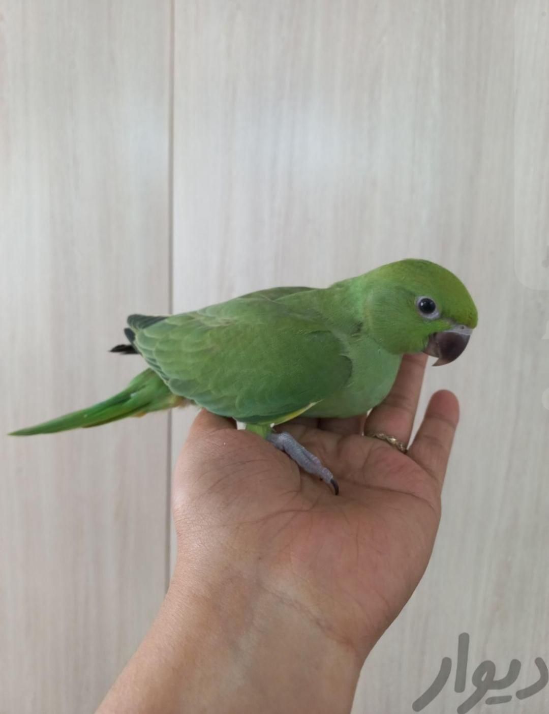 طوطی ملنگو و عروس هلندی|پرنده|بیرجند, |دیوار