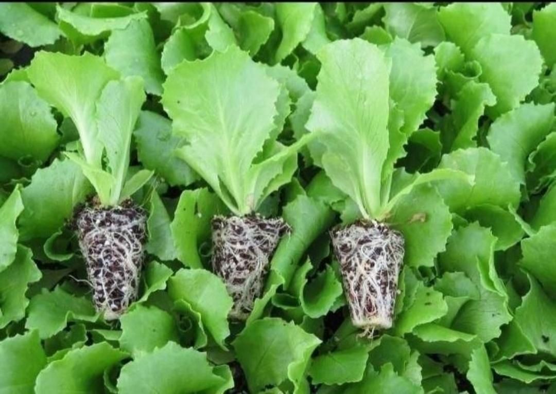 انواع نشا گوجه،بادمجان،فلفل تند و شیرین،خیار،کلم|خدمات باغبانی و درختکاری|مهرستان, |دیوار