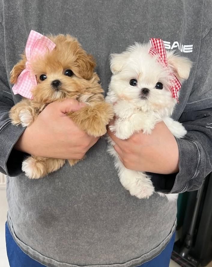 سگ گوگولی اپارتمانی جیبی|سگ|تهران, جنتآباد جنوبی|دیوار