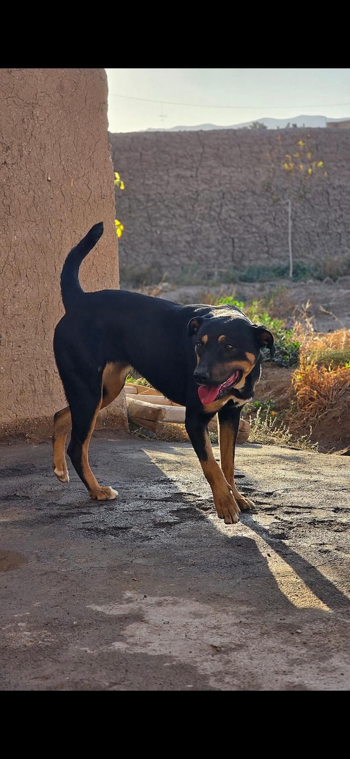 سگ گم کردم|حیوانات|کاشان, راوند|دیوار