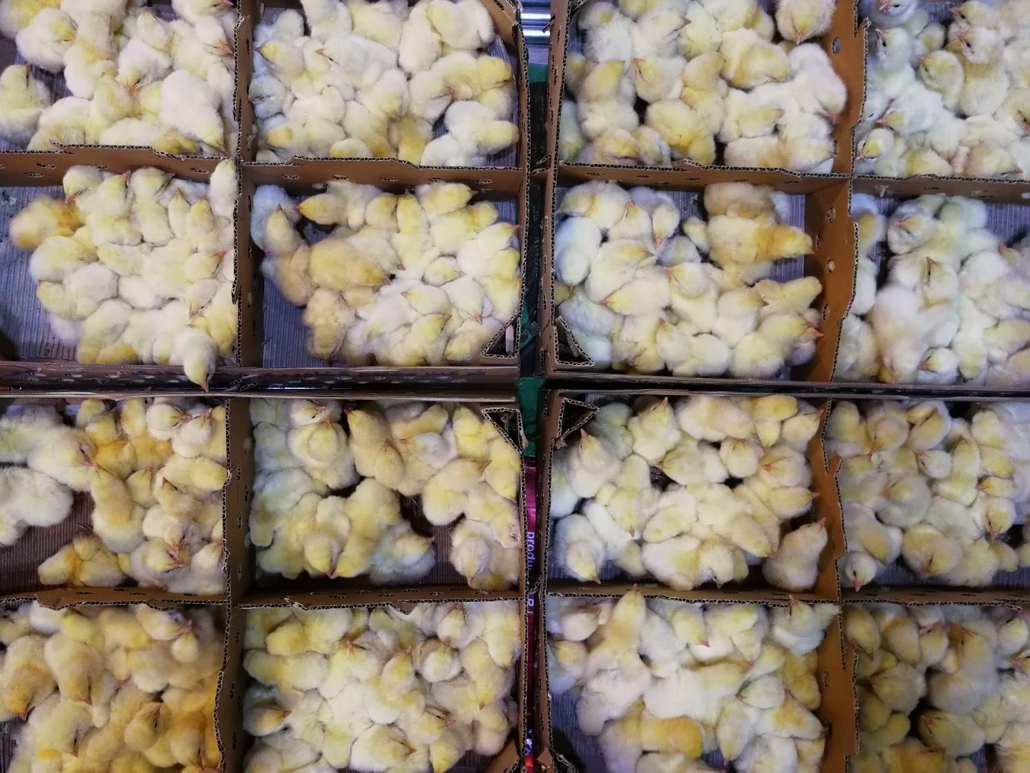 جوجه گوشتی نژاد راس|حیوانات مزرعه|لاهیجان, کوی خزر|دیوار