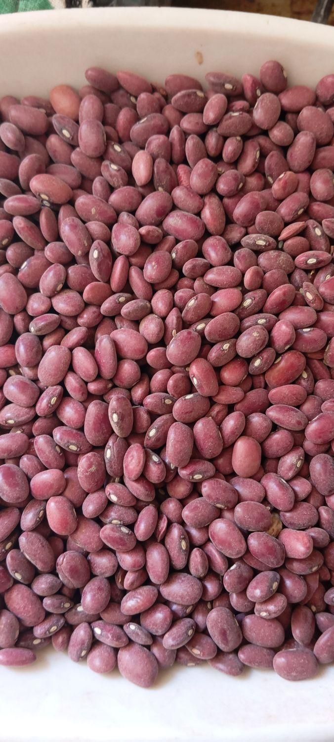 فروش لوبیا قرمز|خوردنی و آشامیدنی|بروجن, |دیوار