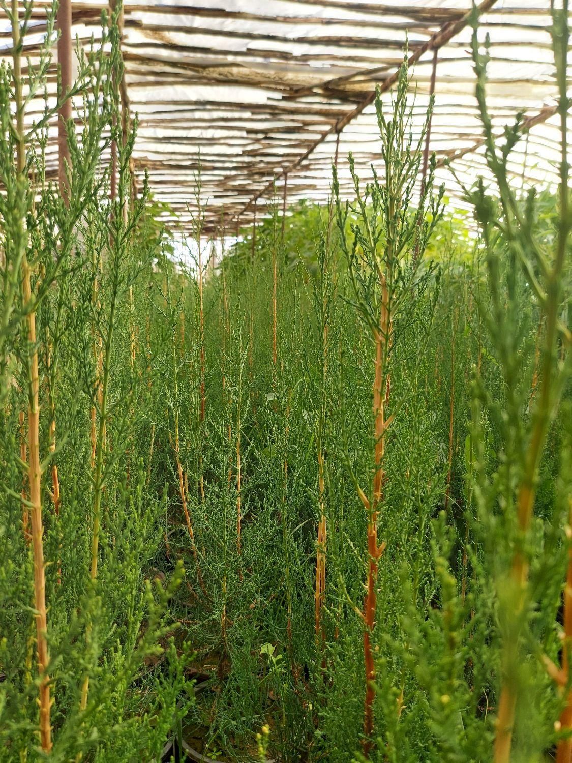نهال سروشیراز|عمده‌فروشی|شیراز, باغ تخت|دیوار