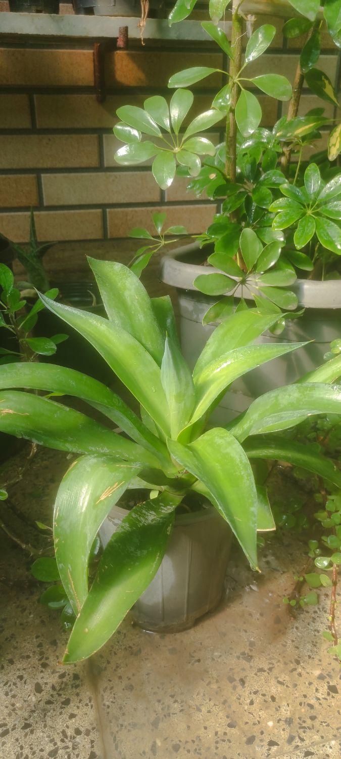 گل اگاو|گل و گیاه طبیعی|اصفهان, قهجاورستان|دیوار