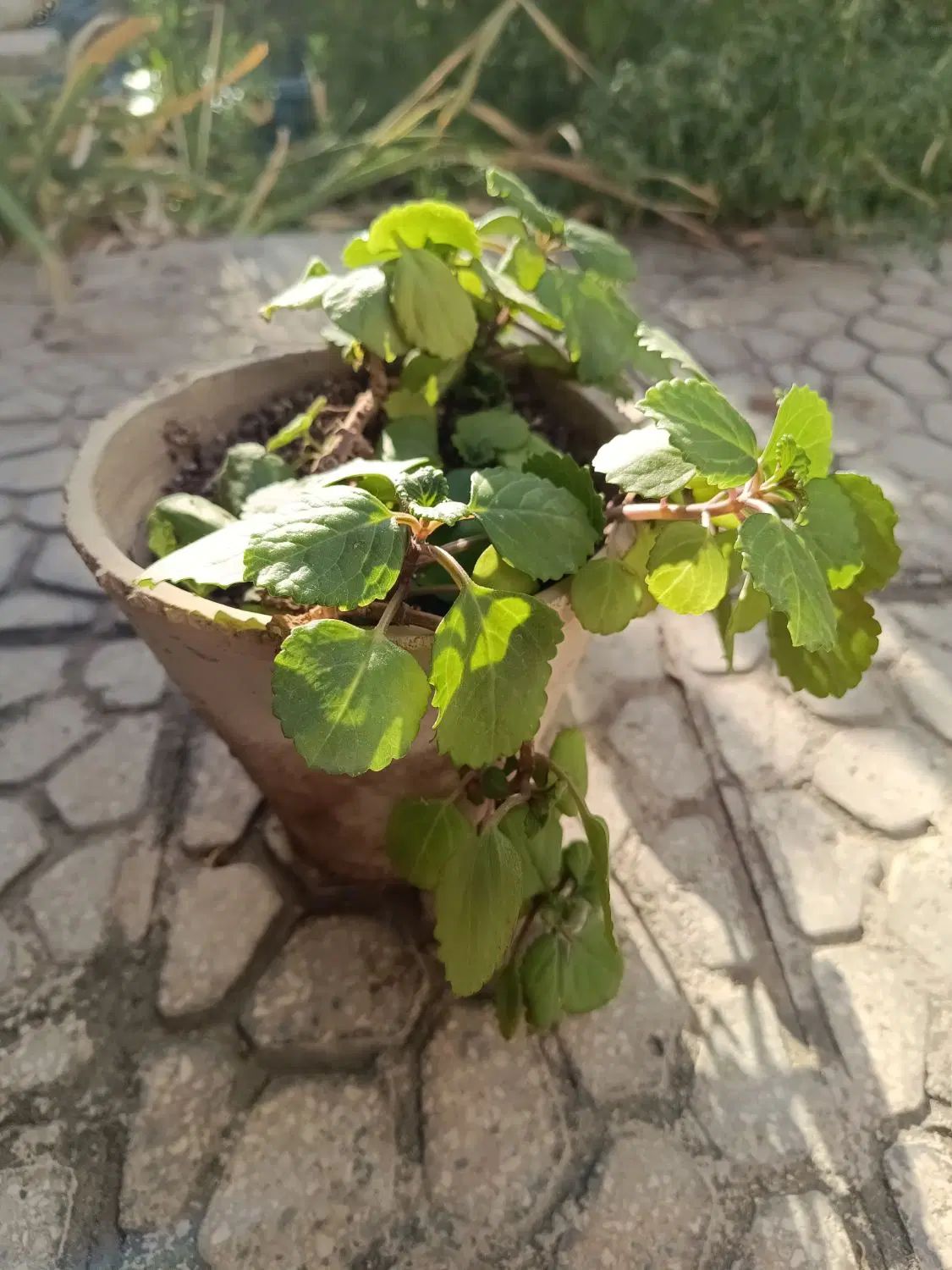 گل گوشواره ای زیبا|گل و گیاه طبیعی|اصفهان, طامه|دیوار