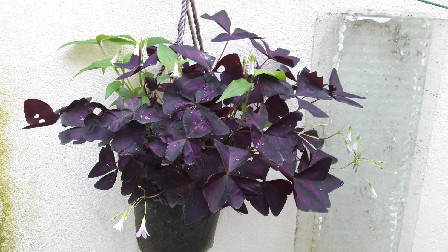 گل های گوناگون باغچه و اتاق مناسبترین قیمت|گل و گیاه طبیعی|رشت, حافظ آباد|دیوار