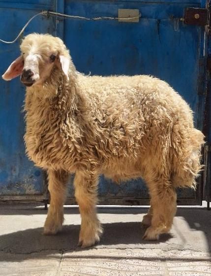 گوسفند قصابی بره(گوشت دار)|حیوانات مزرعه|کرمانشاه, |دیوار