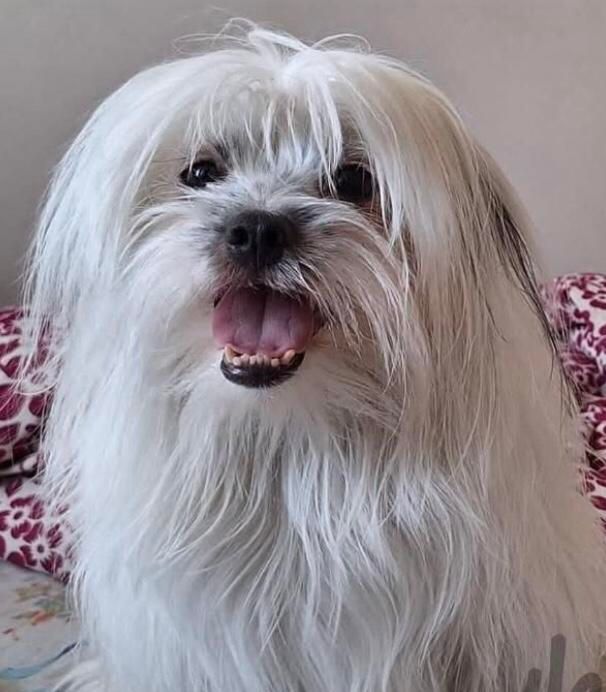 سگ گمشده|حیوانات|شهریار, شهریار|دیوار