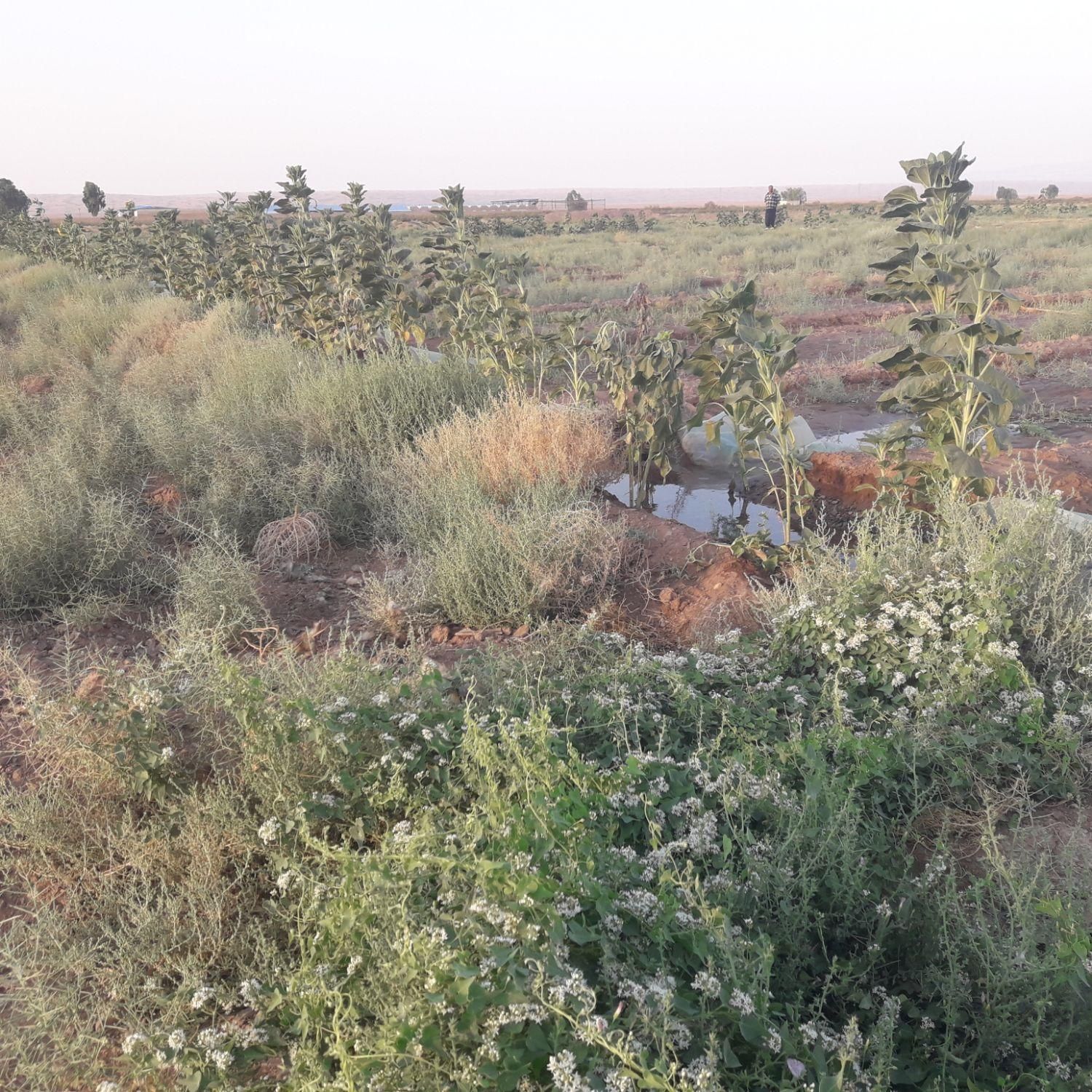 فروش اب وزمین کشاورزی ۴۸۰۰۰متر ۱۲ ساعت اب|فروش دفتر صنعتی، کشاورزی، تجاری|کاشان, کارخانه سایپا کاشان|دیوار