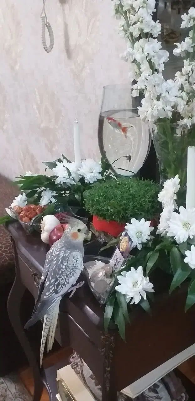 گمشده عروس هلندی|حیوانات|مشهد, بهاران|دیوار