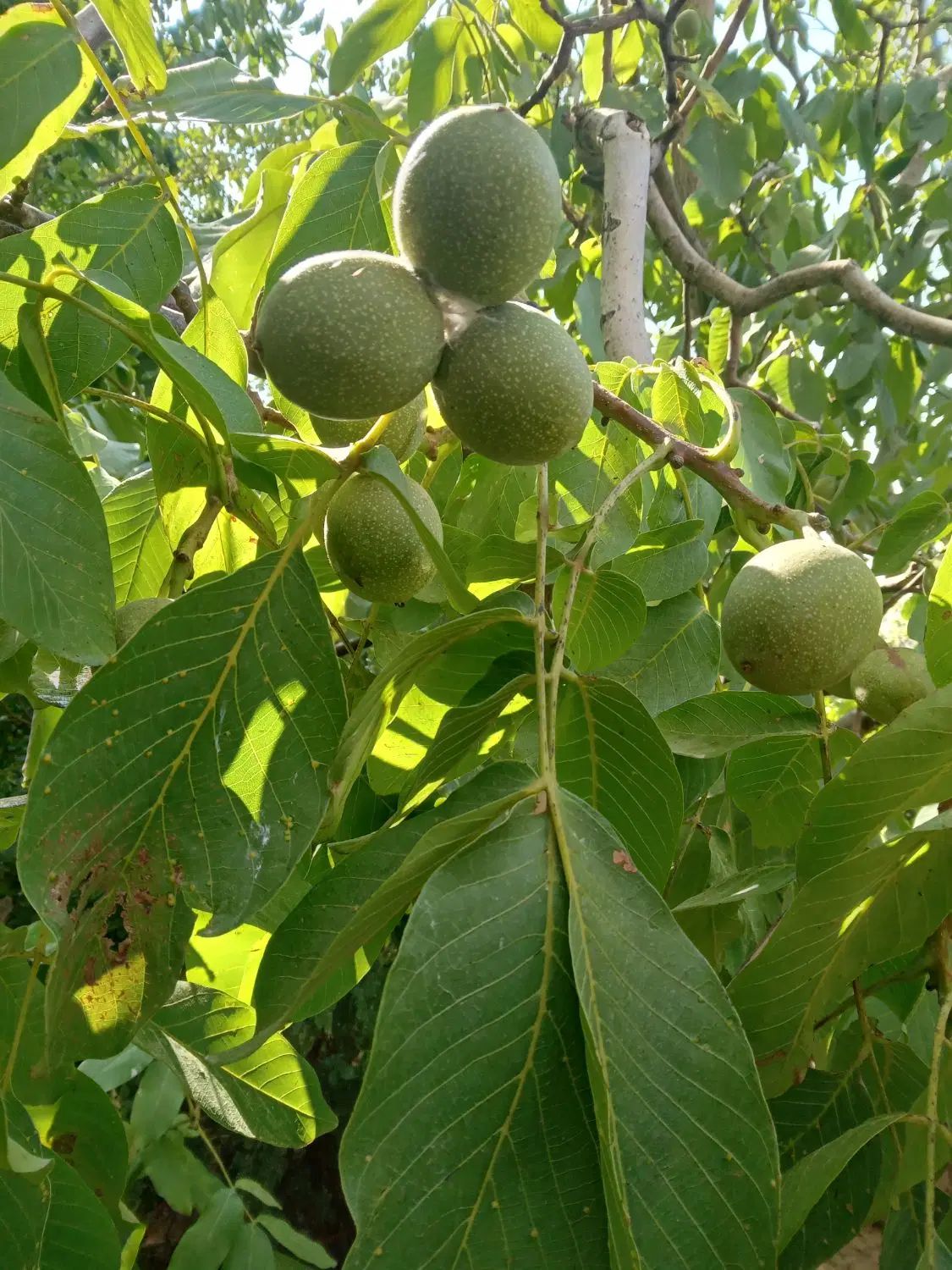 آبغوره بی نمک خالص و تازه|خوردنی و آشامیدنی|کرج, شهرک سهرابیه|دیوار