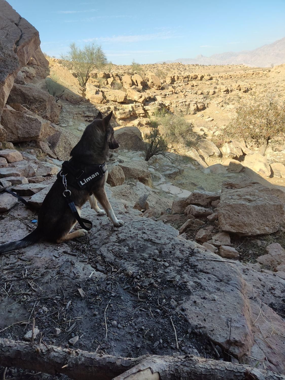 سگ گمشده|حیوانات|دوگنبدان, |دیوار