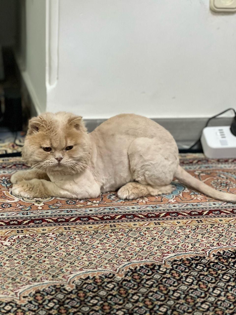 **10 میلیون ت مژدگانی**|حیوانات|ساوه, |دیوار