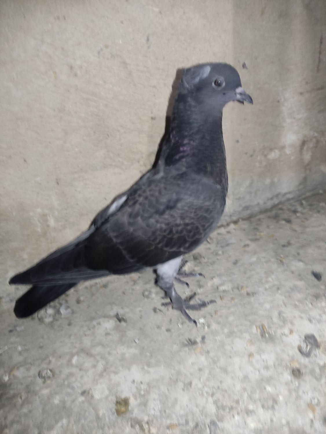 کفتر کبوتر جوجه کاکلی سرور و سینماش|پرنده|قم, هفت تیر|دیوار