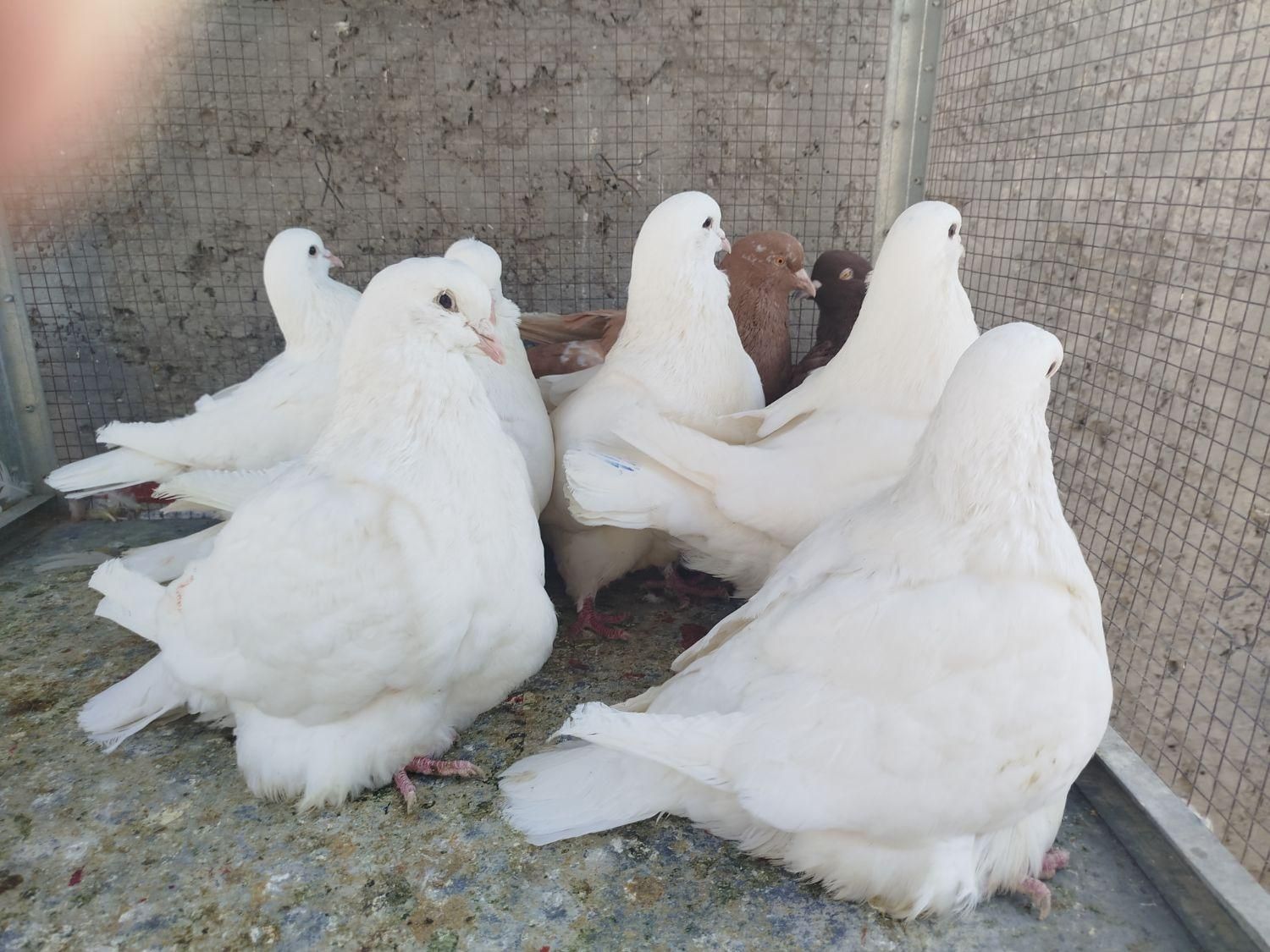 مونداین استسنایی|پرنده|اصفهان, ارغوانیه|دیوار