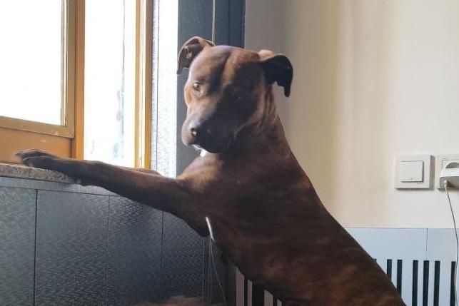 سگ پیتبول گمشده|حیوانات|گرگان, |دیوار