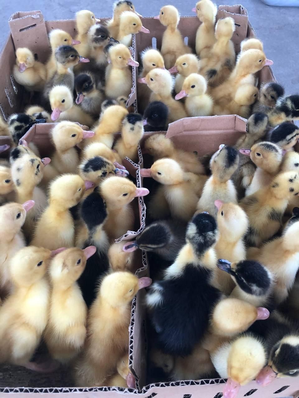 جوجه اردک پکنی 2روزه|حیوانات مزرعه|گرگان, |دیوار