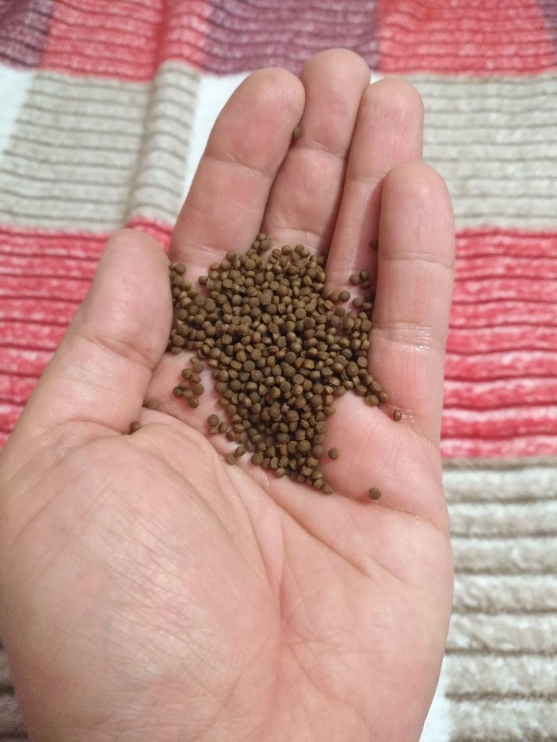 غذای ماهی|ماهی|کرج, جهان‌شهر|دیوار