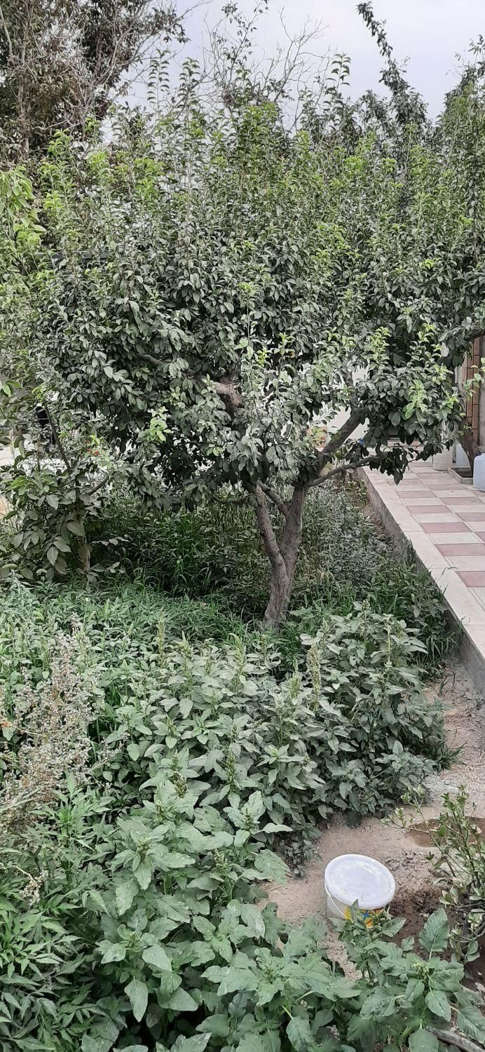 ویلاباغ/باغچه ۲۵۰متر کاج باغستان شهرقدس بنادار|فروش زمین و ملک کلنگی|قدس, شهرک صنعتی زاگرس|دیوار