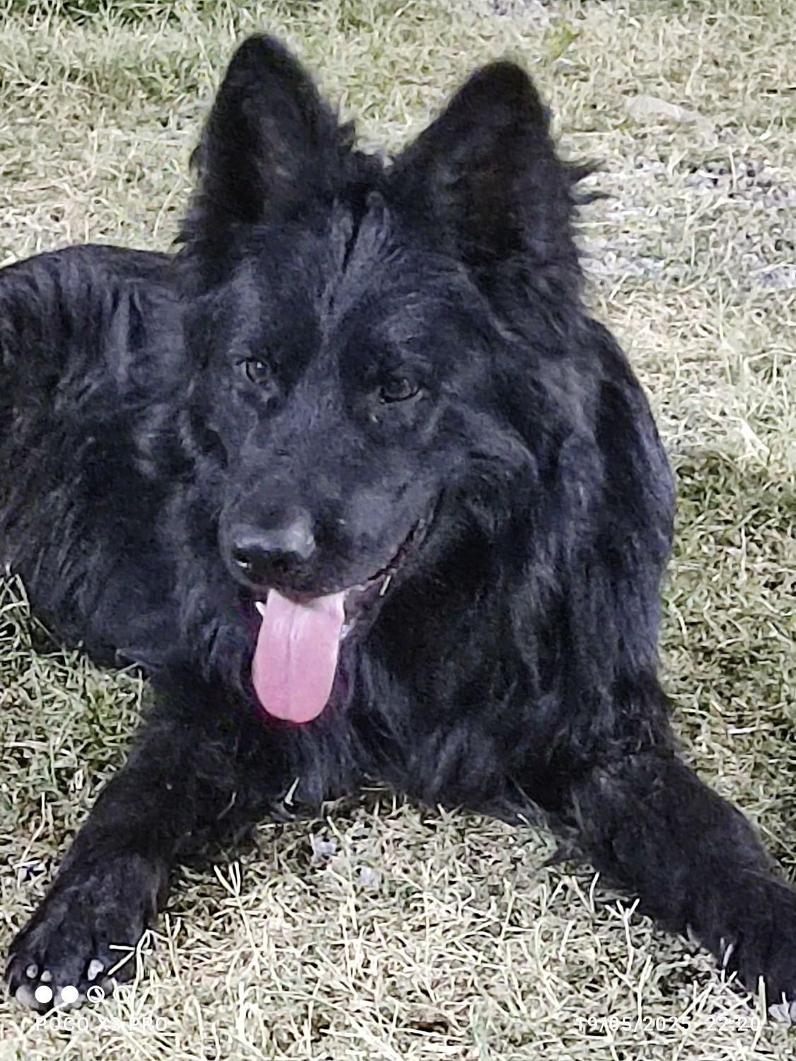 سگ ژرمن شولاین|سگ|شوشتر, |دیوار