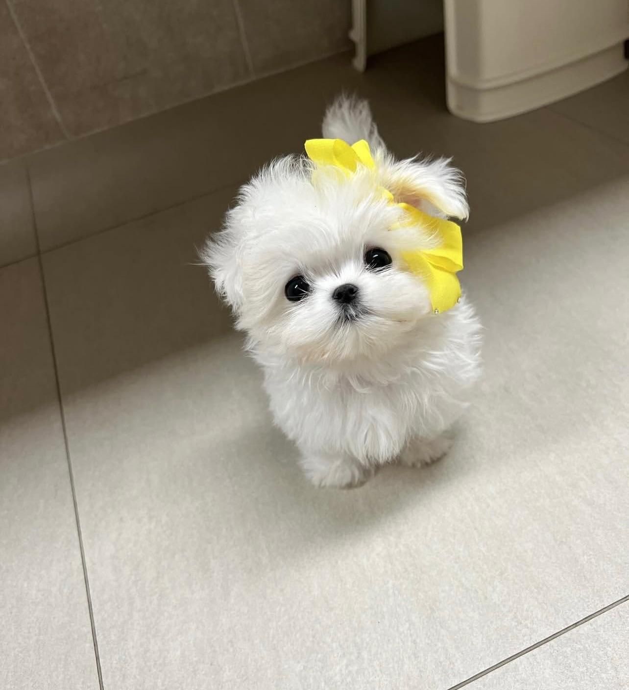 پودل مالتیز عروسکی مینی maltiz|سگ|تهران, امیر بهادر|دیوار