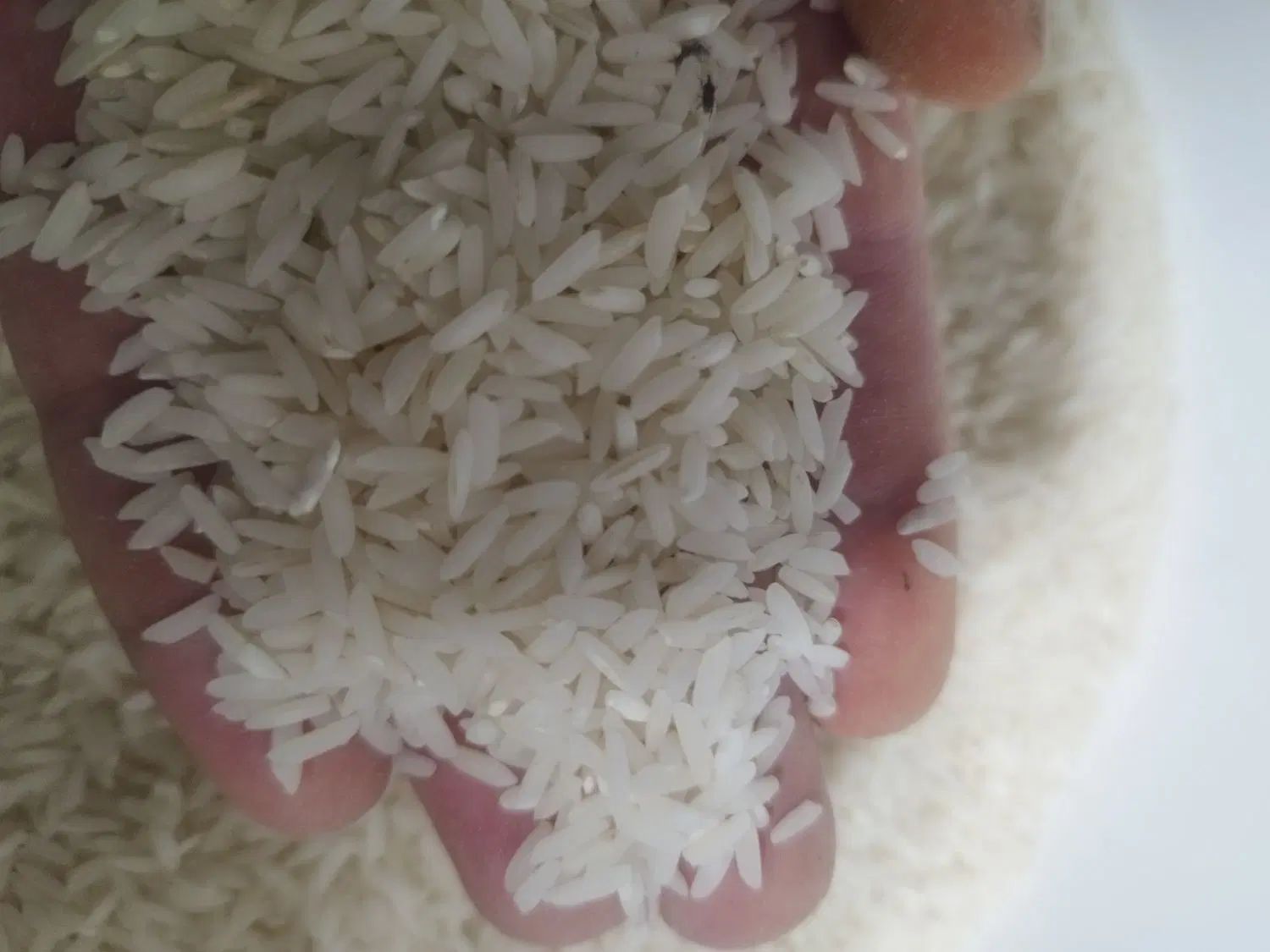 ۱ برنج شمال درجه یک خالص|خوردنی و آشامیدنی|تهران, آذربایجان|دیوار