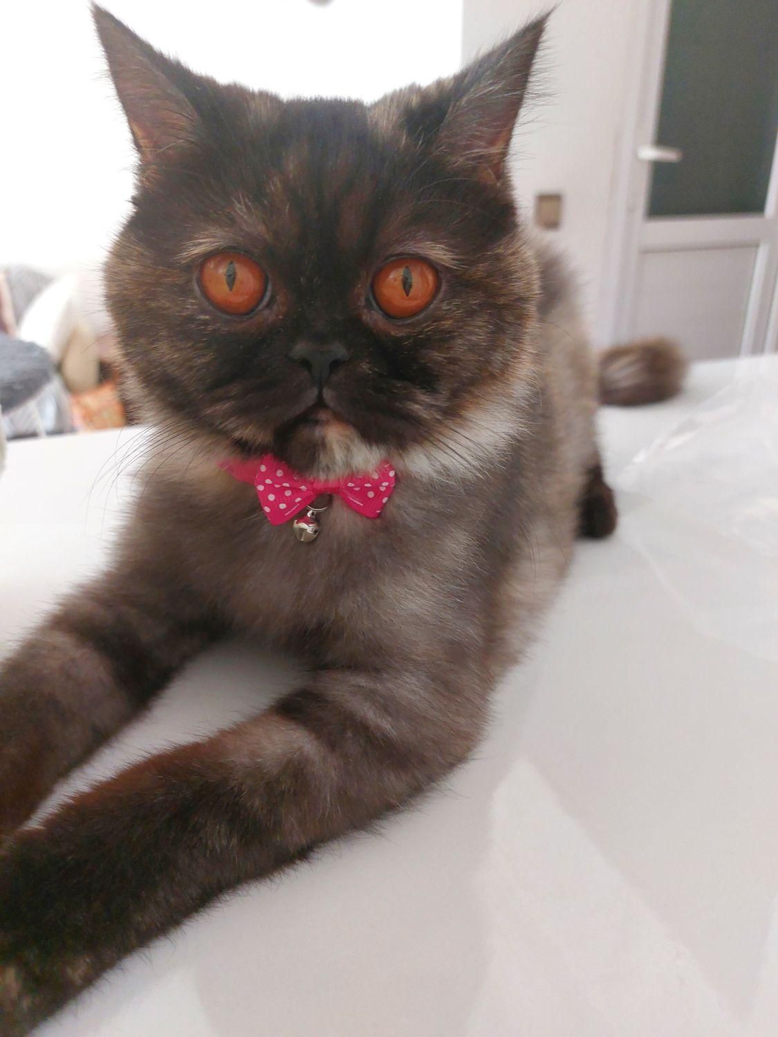 گربه|گربه|مهاباد (آذربایجان غربی), |دیوار