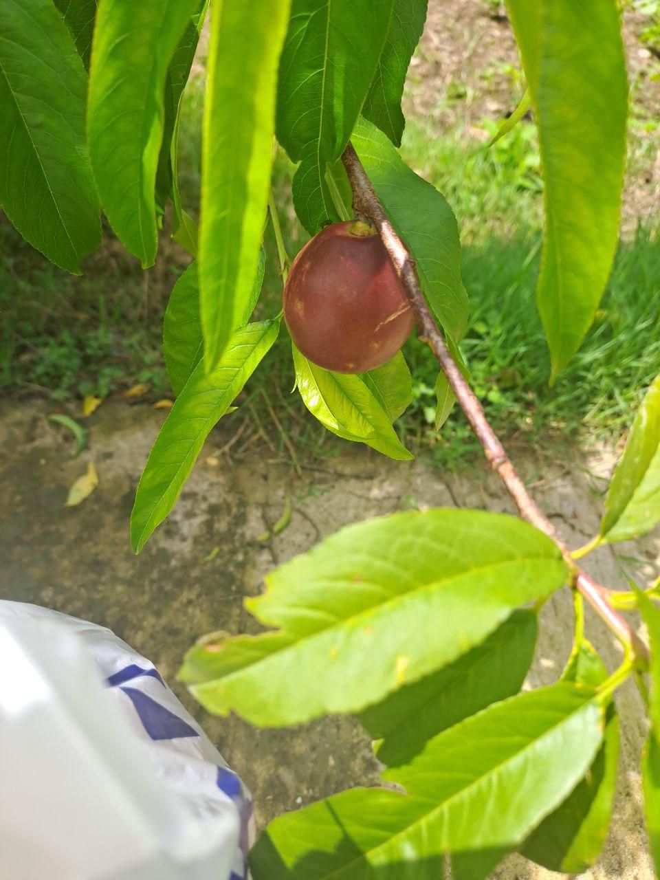 زمین 3000 متر چهار دیواری با سوئیت 60 متری سنددار|فروش خانه و ویلا|رشت, گلباغ نماز|دیوار