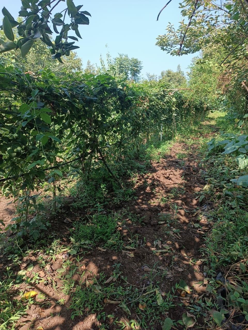 1218متر زمین و خانه ویلایی در لیسار زیبا|فروش خانه و ویلا|لیسار, |دیوار