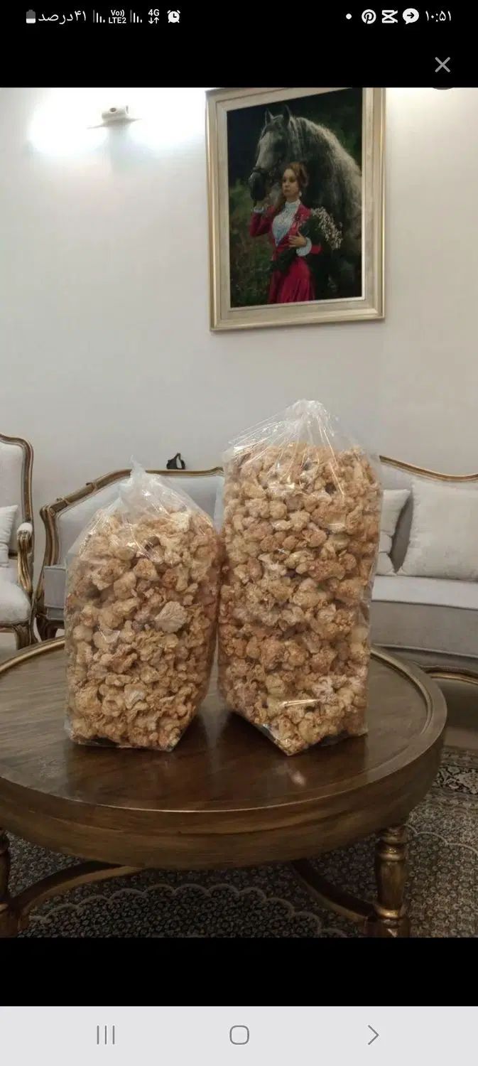 قارچ یال شیر معجزه مغز|خوردنی و آشامیدنی|مشهد, وکیل‌آباد|دیوار