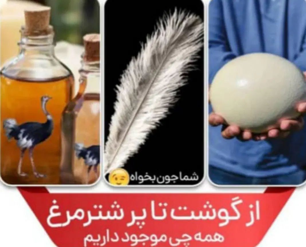 جوجه شترمرغ تخم خوراکی گوشت روغن درمانی قلم|حیوانات مزرعه|سی‌سخت, |دیوار