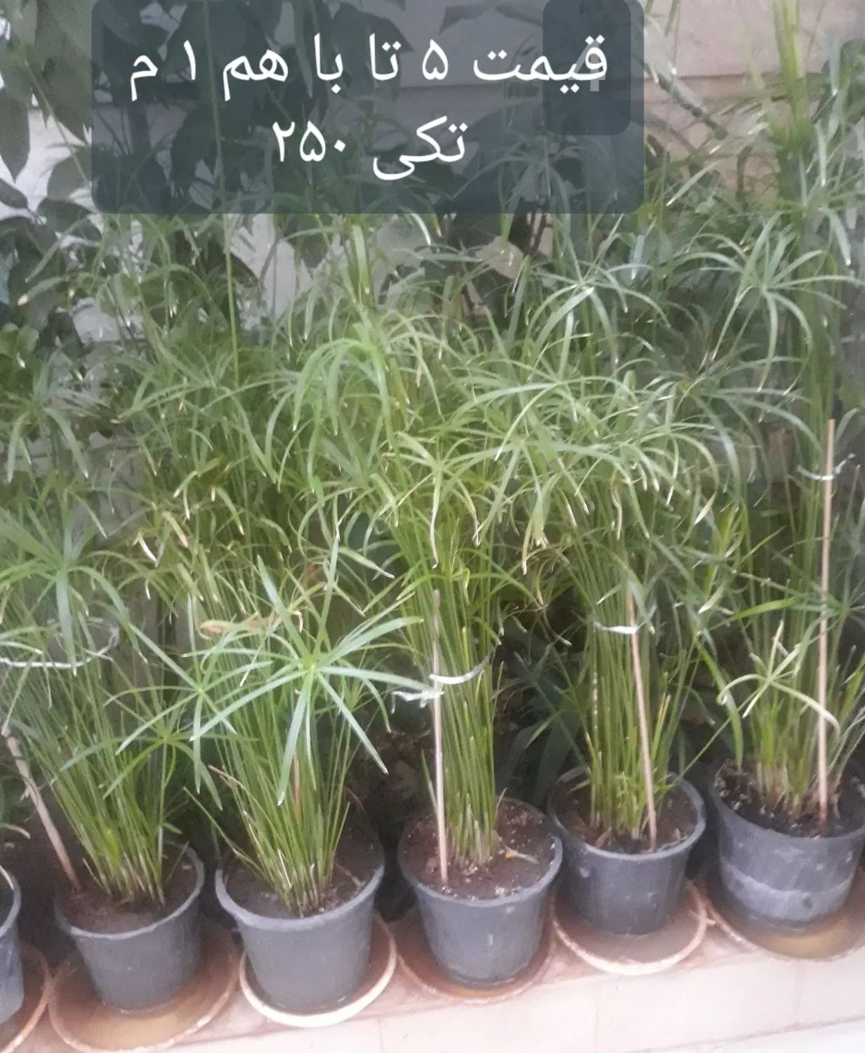 گل و گیاه|گل و گیاه طبیعی|تهران, دکتر هوشیار|دیوار