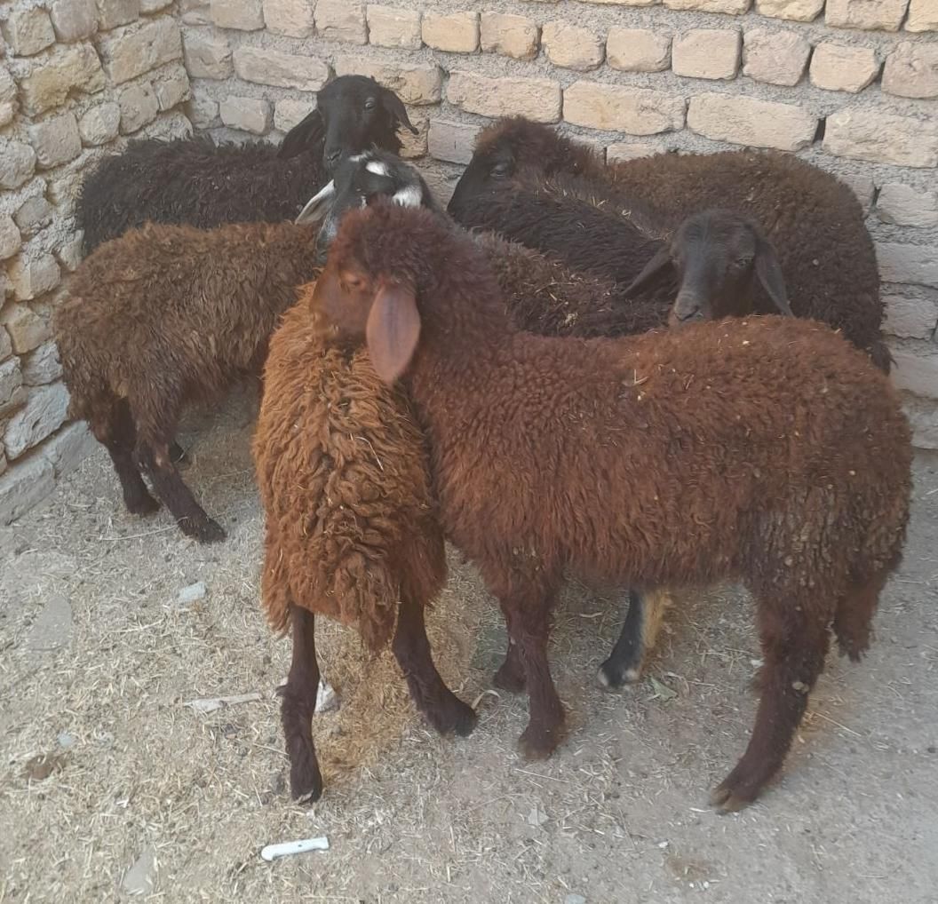 بره نر وماده|حیوانات مزرعه|زنجان, |دیوار