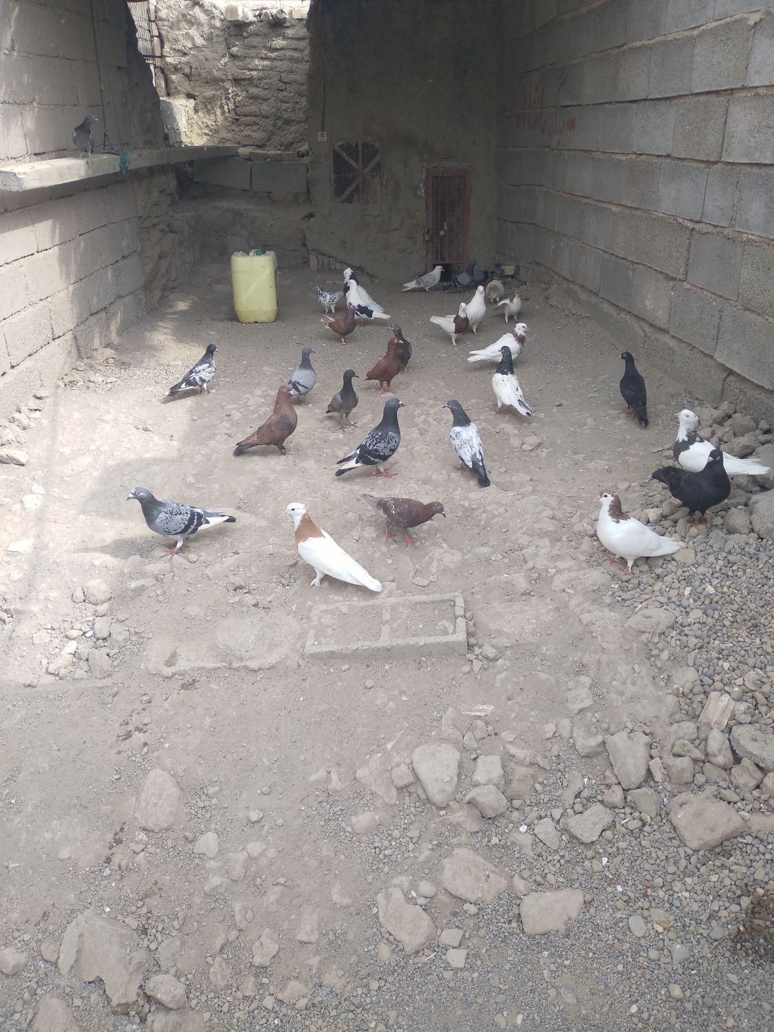 کفتر طوقی  کفتر گره  کفتر پرشی  کفتر شهری   پلاکی|پرنده|میناب, |دیوار