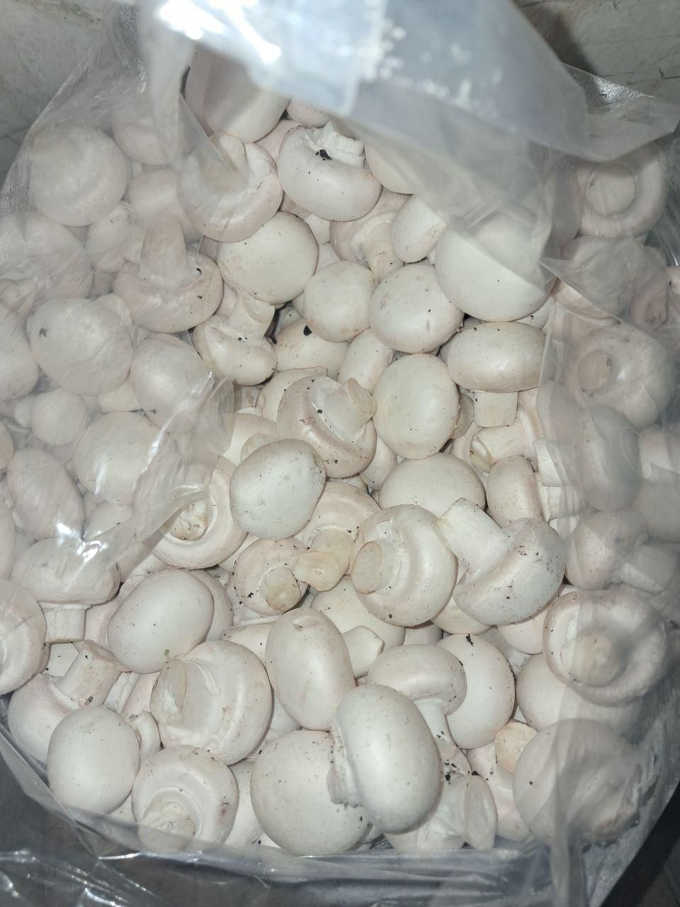 قارچ درجه۱|خوردنی و آشامیدنی|مشهد, کوه سنگی|دیوار