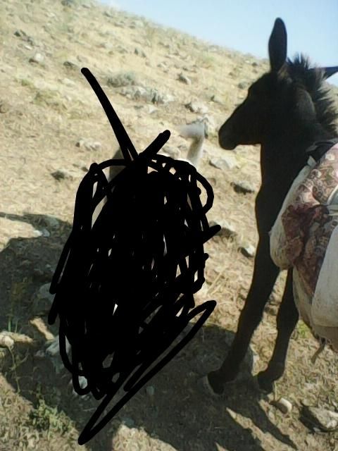 یک عدد خر زرنگ وگله ای باکره خر ماده 3ماهه|حیوانات مزرعه|مشگین شهر, |دیوار