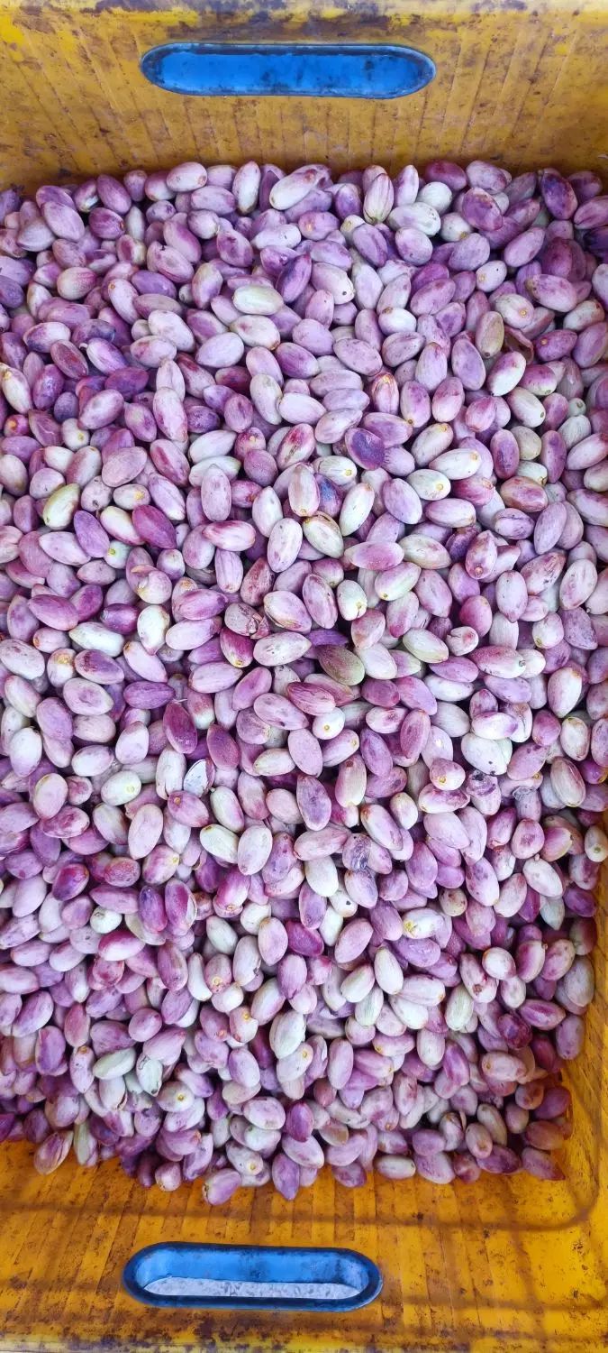 پسته درجه۱|خوردنی و آشامیدنی|تهران, شهرک غرب|دیوار