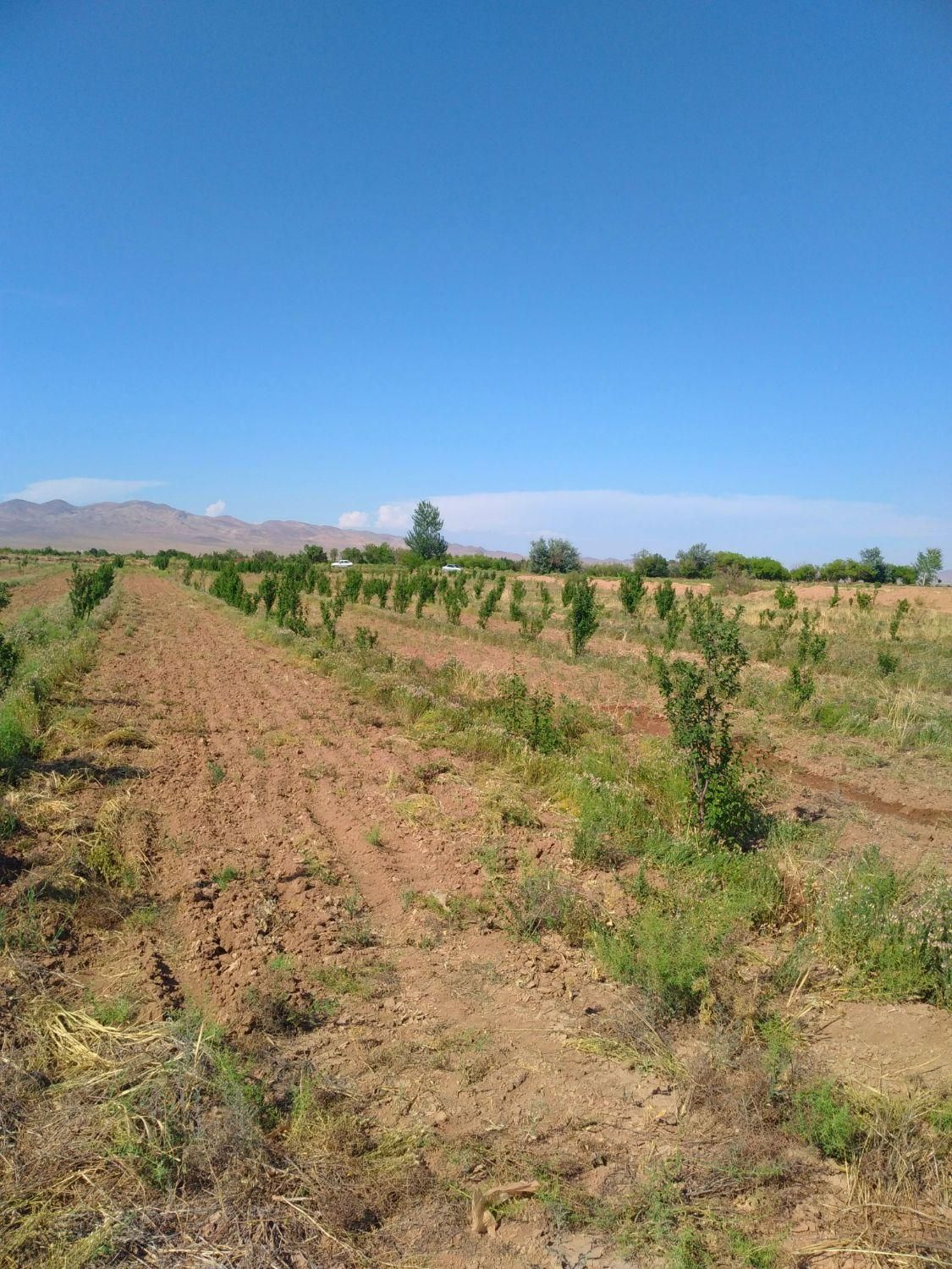 زمین کشاورزی با سهمیه آب موتور|فروش زمین و ملک کلنگی|زاویه, |دیوار