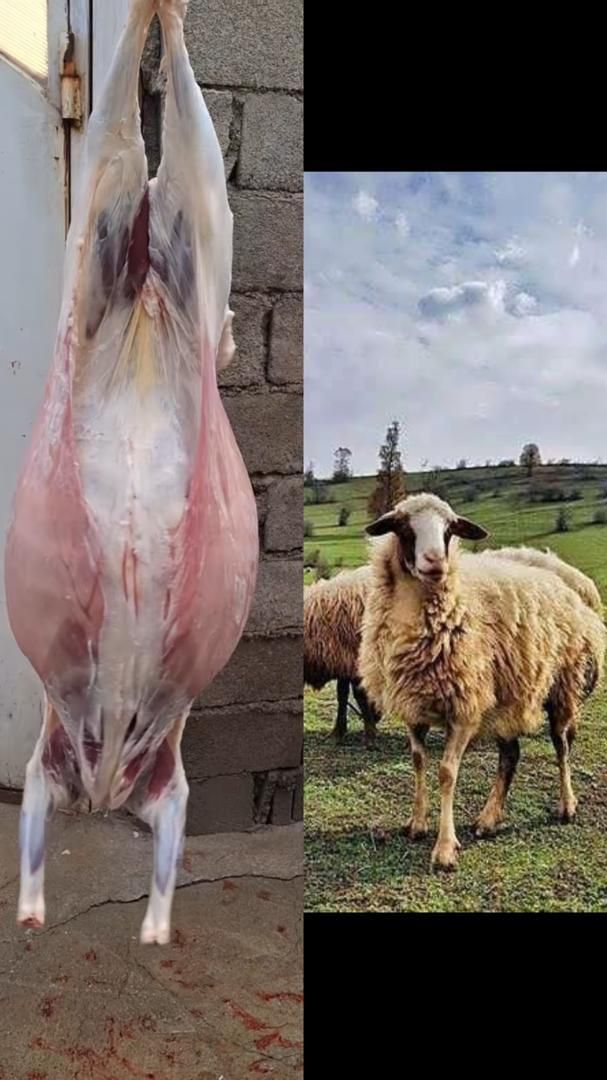 همه نوع گوسفند و گوساله  برای قربانی کردن|حیوانات مزرعه|تهران, تهران‌نو|دیوار