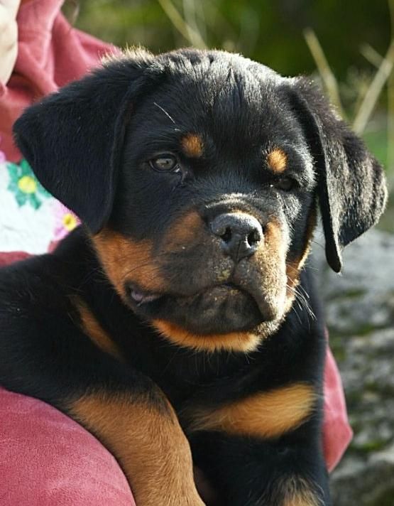 توله روتوایلر صربستانی|سگ|اهواز, زیتون کارگری|دیوار