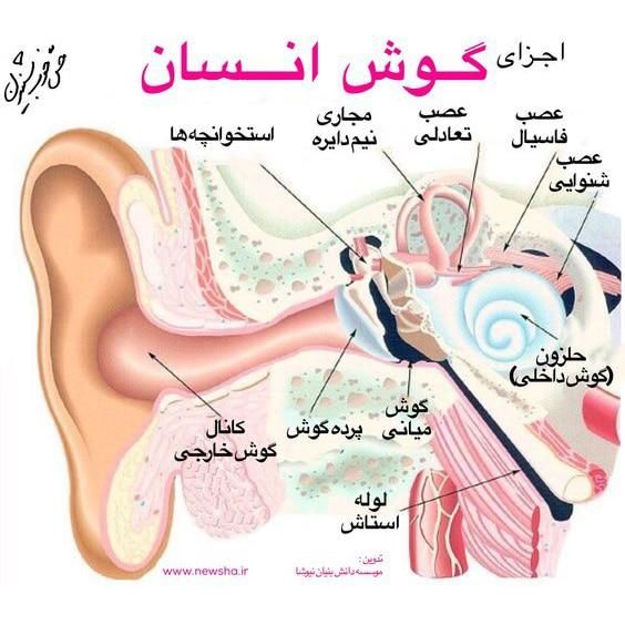 راهنمایی سوت کشیدن گوش|فعالیت داوطلبانه تحقیقاتی|تبریز, |دیوار